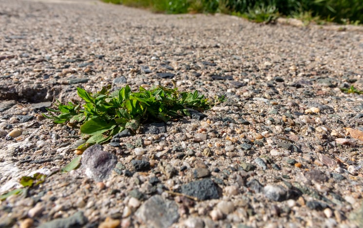 Une mauvaise herbe pousse dans le gravier