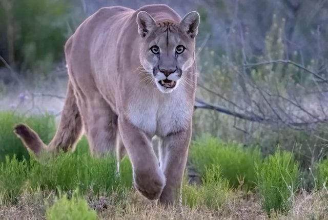 Un puma en pleine nature 