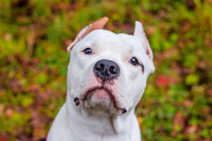 Un American Staffordshire