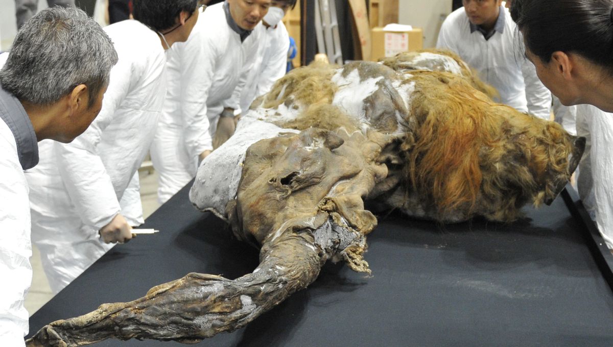 Un fossile de mammouth laineux