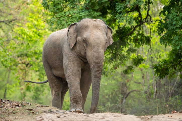 Un éléphant d'Asie