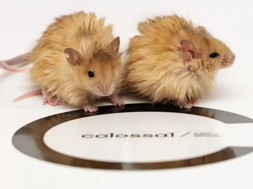 Des souris laineuses