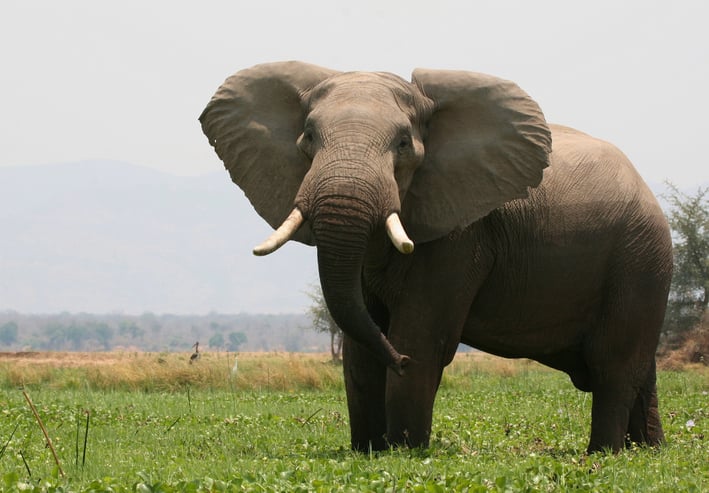 Un éléphant