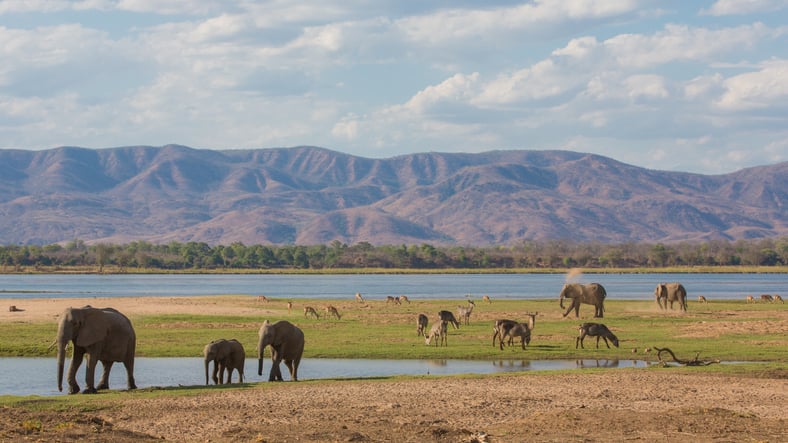 La faune dans la savane africaine
