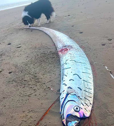 Un poisson-ruban