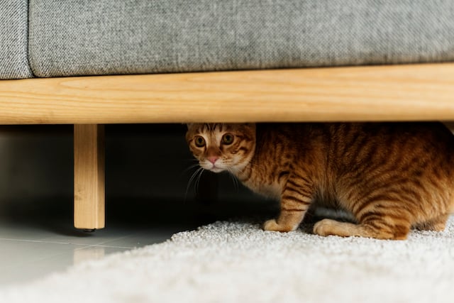 Un chat caché sous un canapé