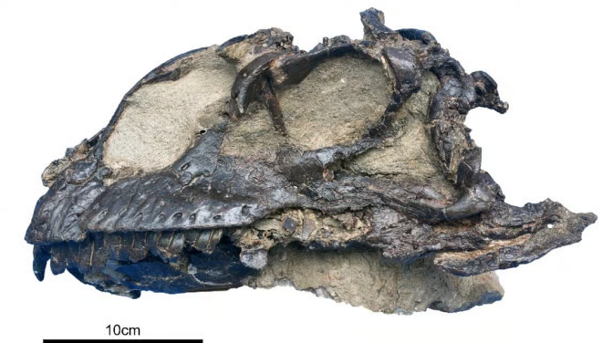 Le crâne du dinosaure