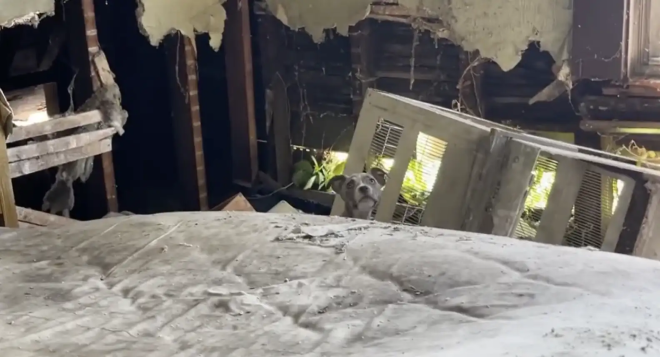 Un chiot abandonné