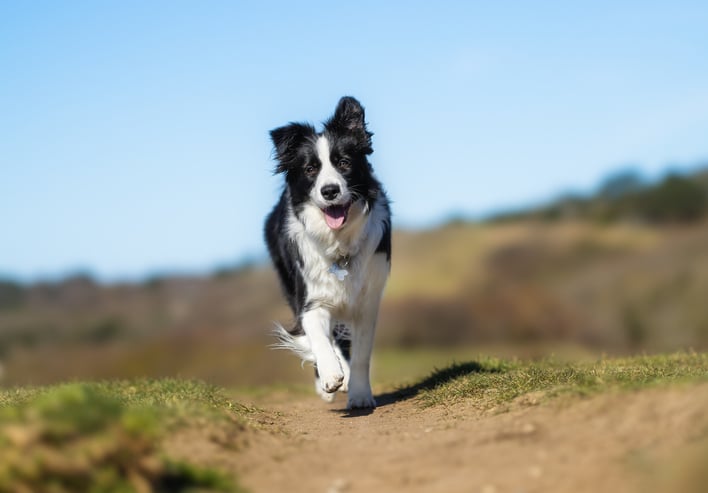 Un Border Collie