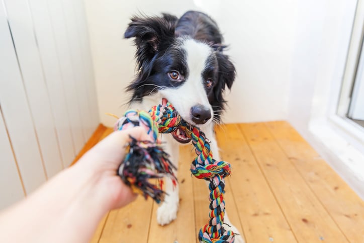 Un Border Collie en train de jouer