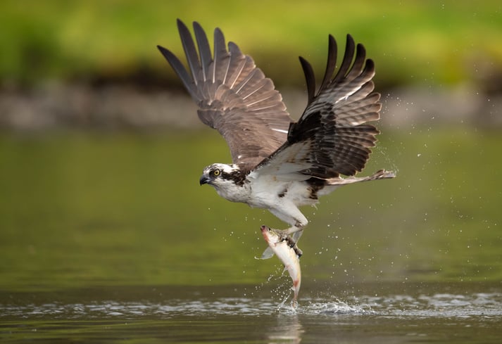 Un balbuzard pêcheur attrape un poisson