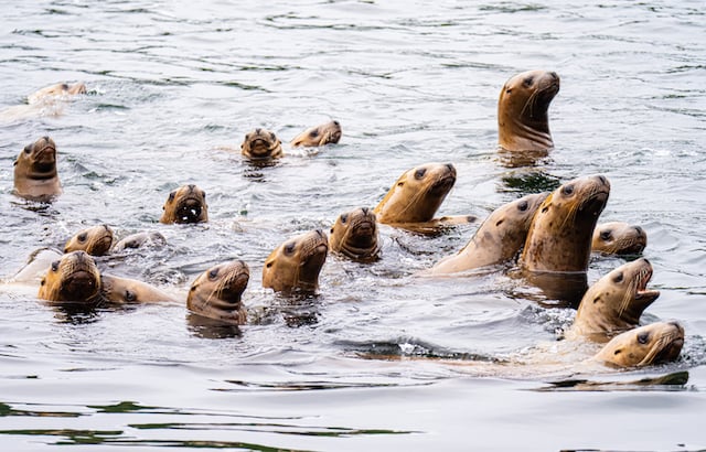 Otaries de Steller 