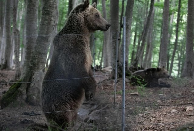 Un ours brun adulte debout près de la clôture en fil de fer à l'intérieur du sanctuaire faunique d'Arcturos (Grèce)
