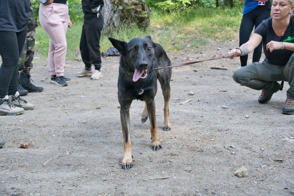 Le chien Rogger