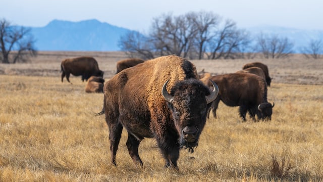 Troupeau de bisons 