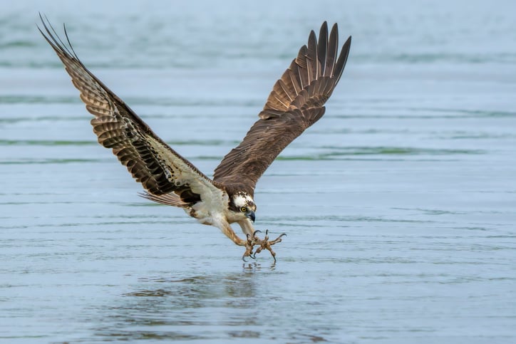 Un balbuzard pêcheur en chasse