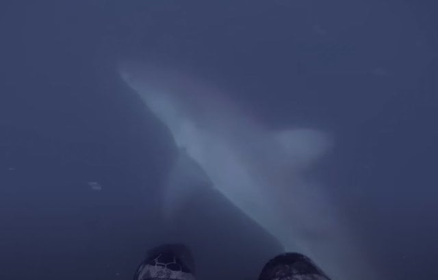 Capture d'écran montrant le grand requin blanc 
