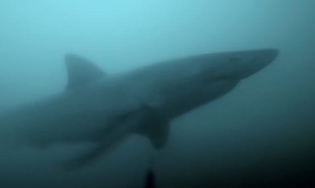 Capture d'écran montrant le grand requin blanc 