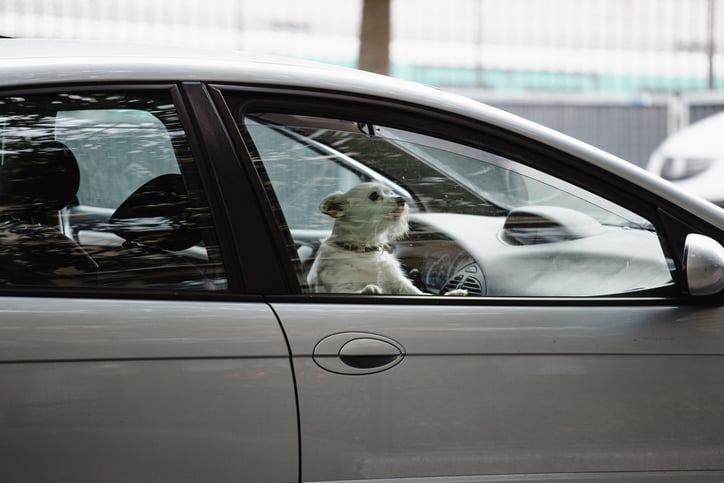 Un chien dans une voiture