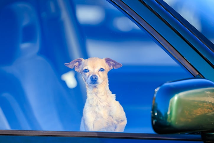 Un chien dans une voiture