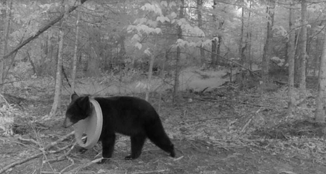 L'ours était suivi depuis deux ans