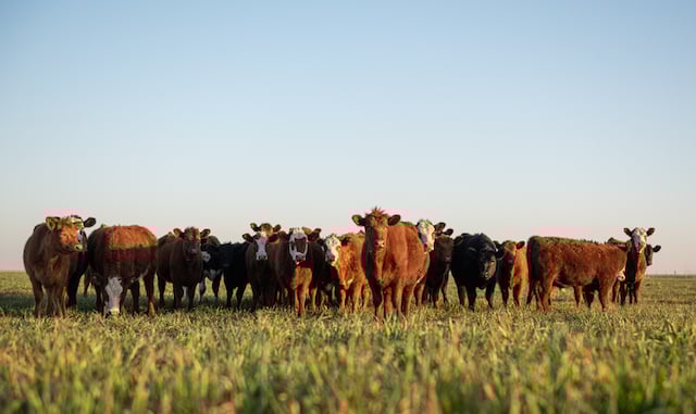 Troupeau de vaches
