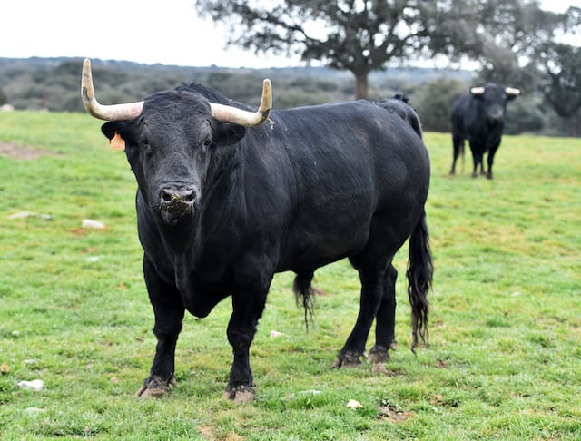 Un taureau dans une prairie 