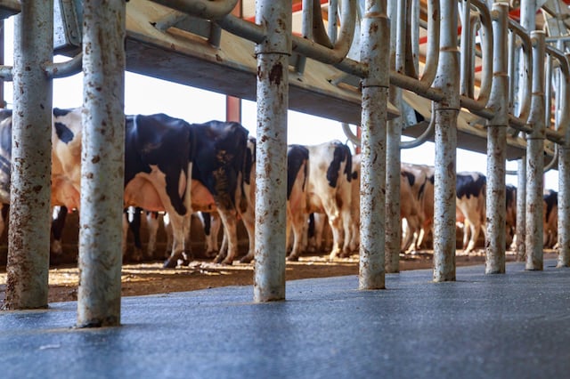 Traite des vaches