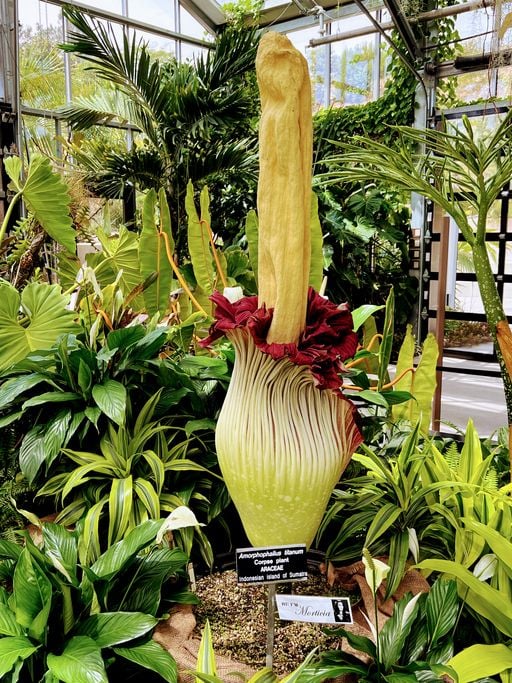 Phallus de Titan