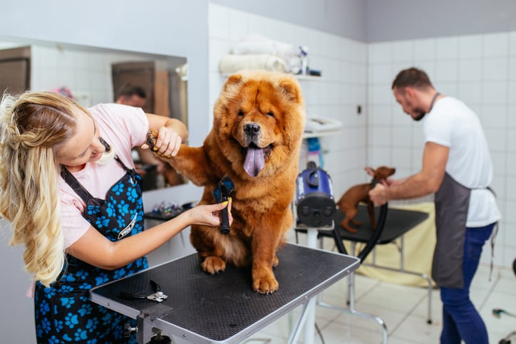 Un chien se fait toiletter