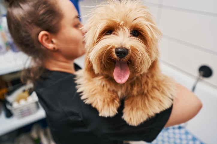 Une femme porte un chien