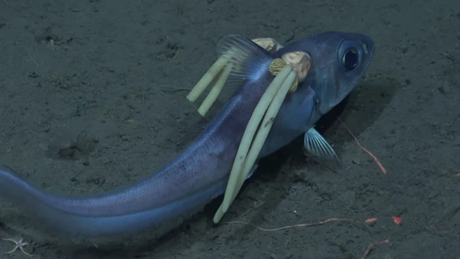 Les parasites sur le poisson