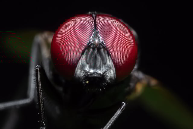 Gros plan sur les yeux d'une mouche
