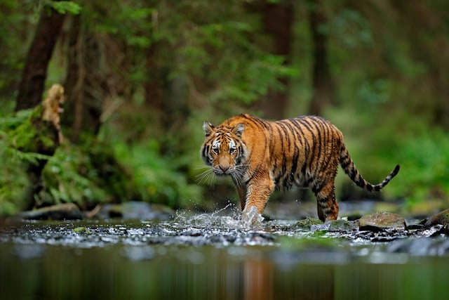 Un tigre dans son milieu naturel 