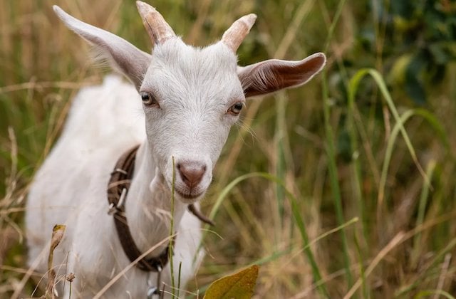 Une chèvre mâchant de l'herbe