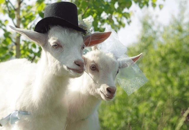 Une chèvre en train de porter un chapeau