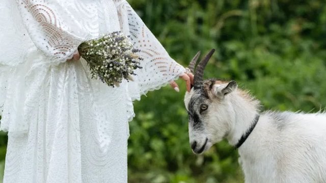 Une mariée qui caresse une chèvre