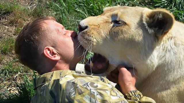 Oleg Zubkov en train d'embrasser une lionne 