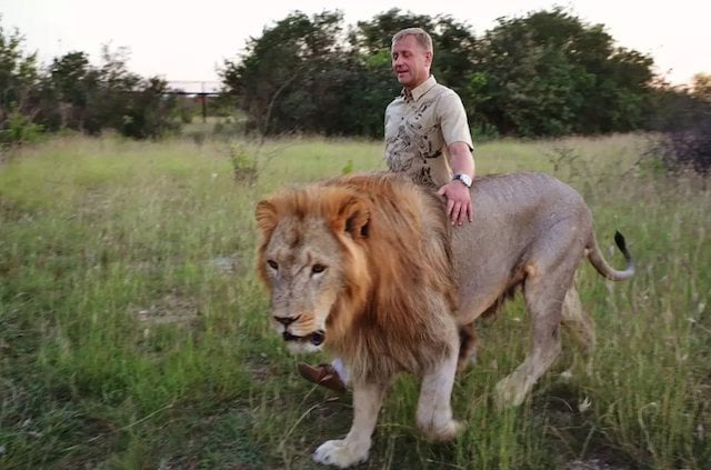 Oleg Zubkov en train de marcher au côté d'un lion