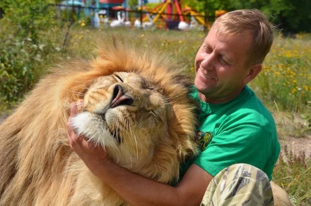 Oleg Zubkov en train de caresser un lion