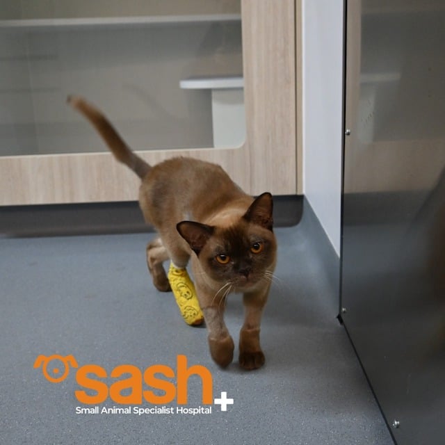 Le chat Pablo lors de sa prise en charge