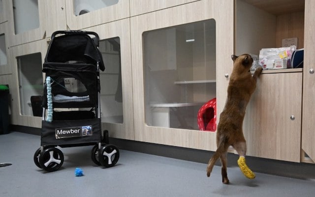 Le chat Pablo lors de sa prise en charge