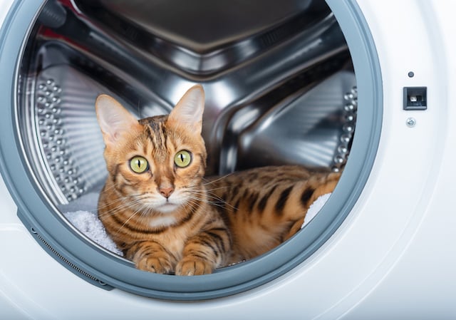 Un chat dans une machine à laver 