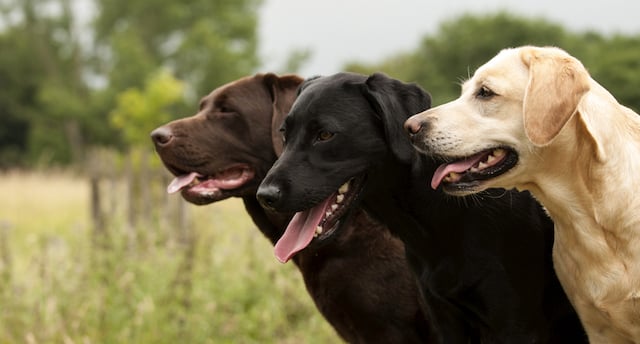 Trois labradors de couleur différente 