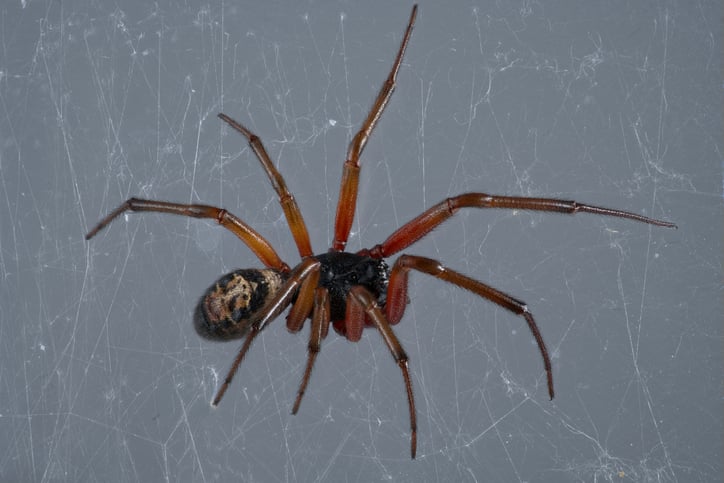Une « false widow »