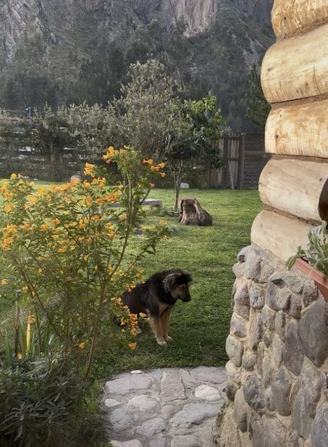 Le chien nommé Paddington
