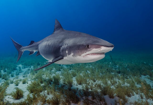Requin tigre