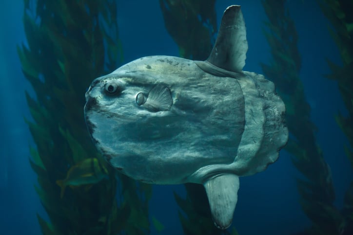 Un poisson-lune