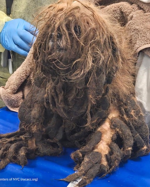 Chien retrouvé dans la maison de l'horreur 