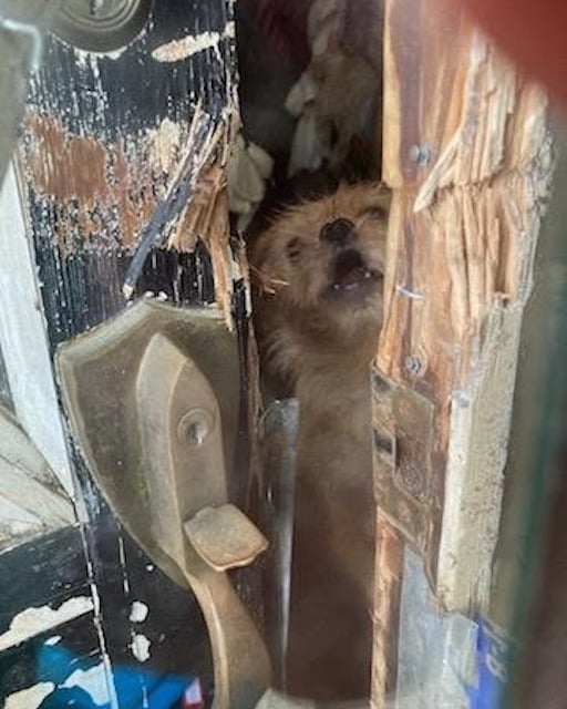 Chien retrouvé dans la maison de l'horreur 